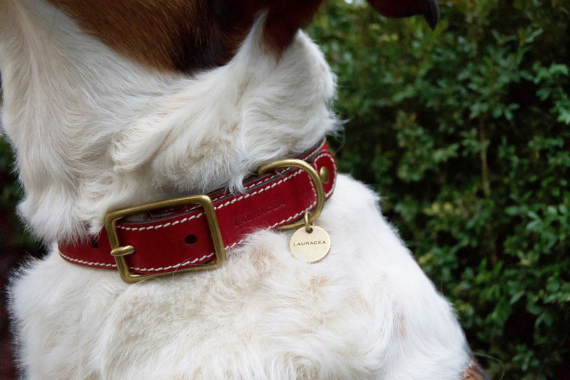 Dog Kit Red [Comfortable Collar, Strong Dog Collar]